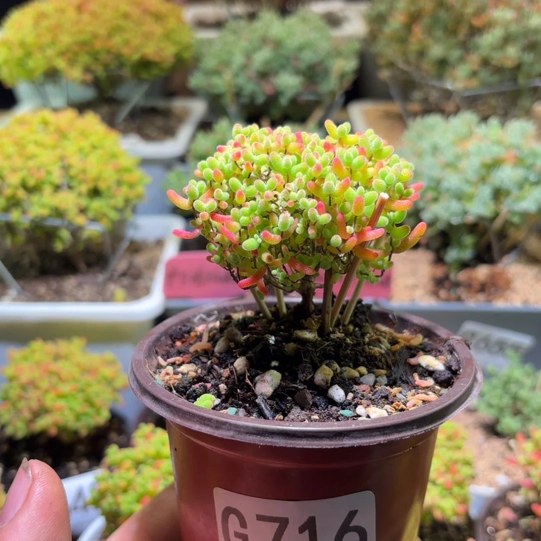 枝干番杏密橘糖球G716