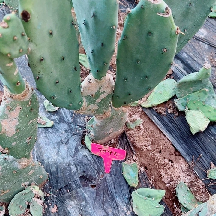 *****龙爪掌带根  7042