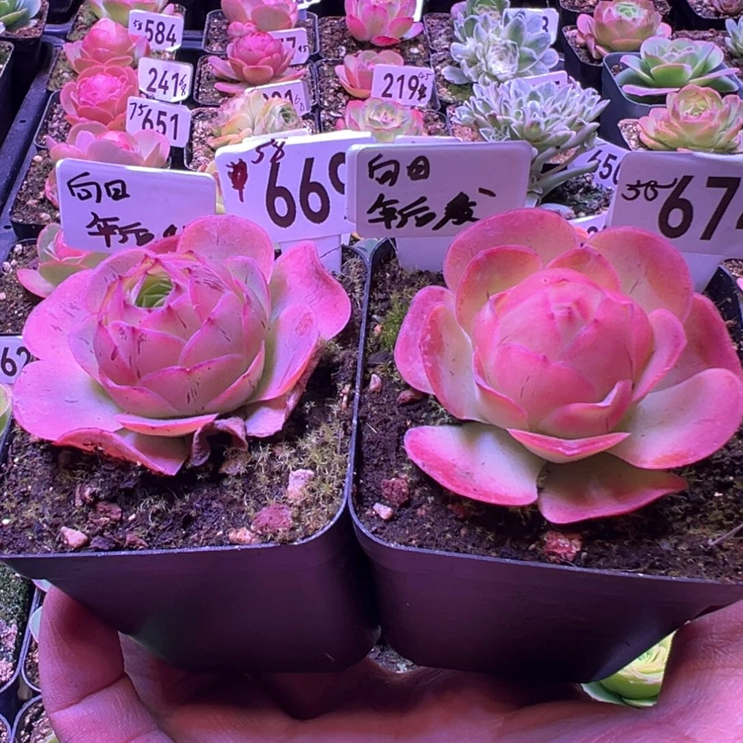 向**花草莓669-674山地玫瑰多肉