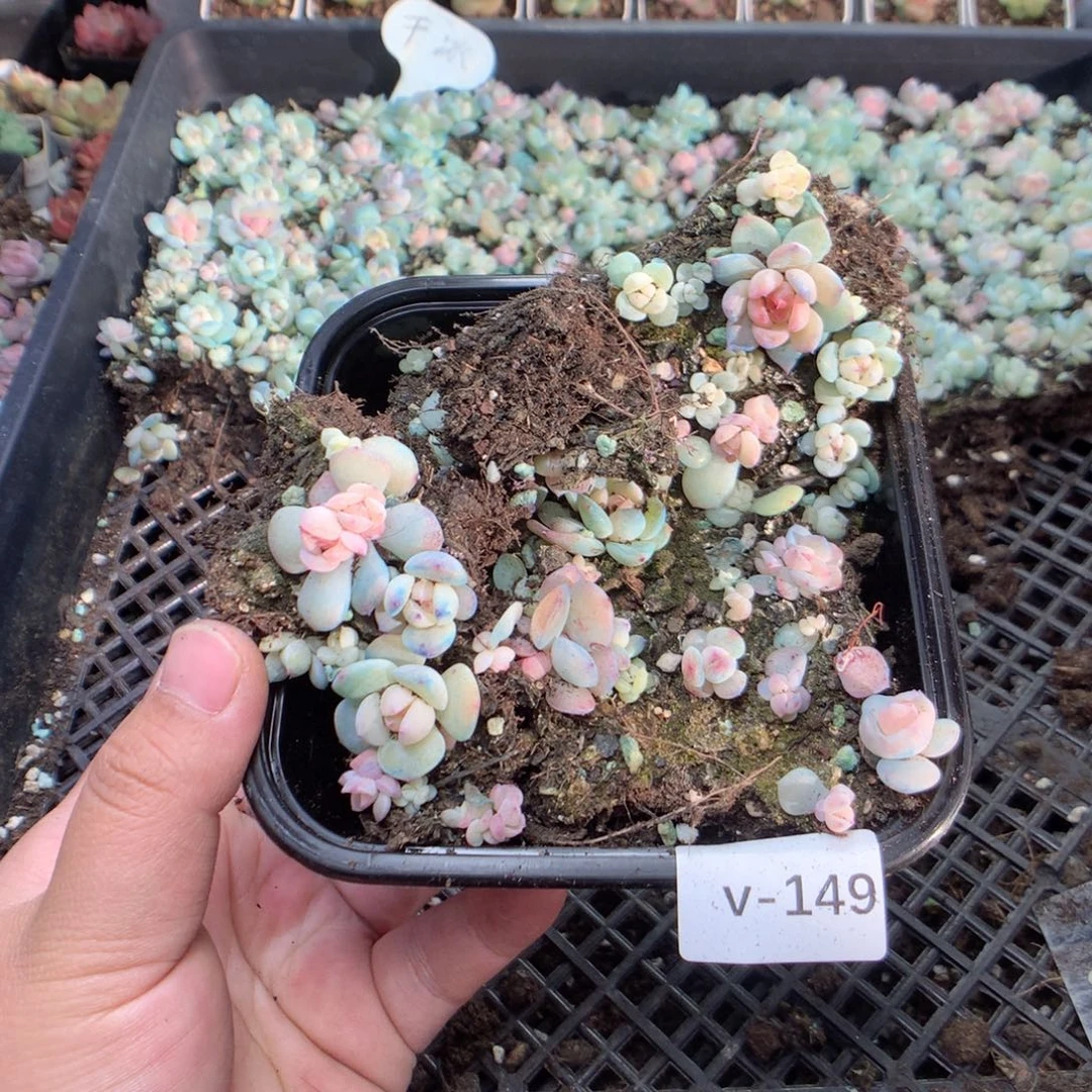 无花朵V149英语英语