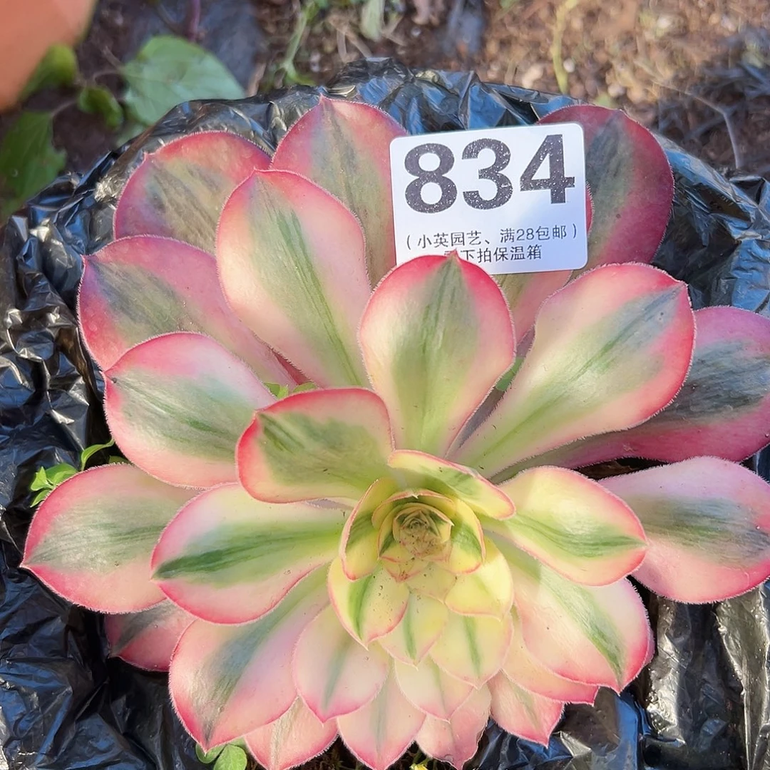 爱丽丝834多肉植物