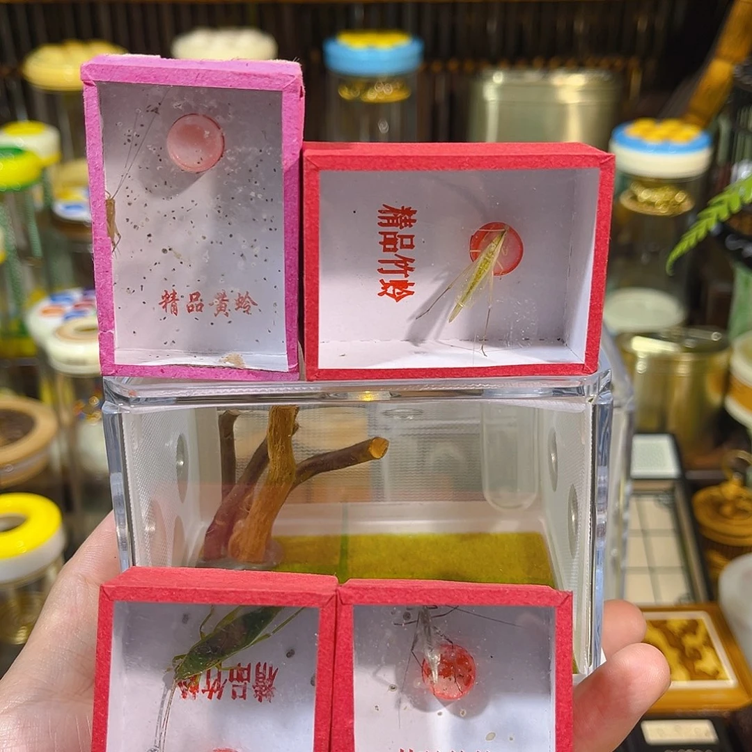 蟋蟀饲养盒+黄蛉+金钟，竹蛉+黑紫竹
