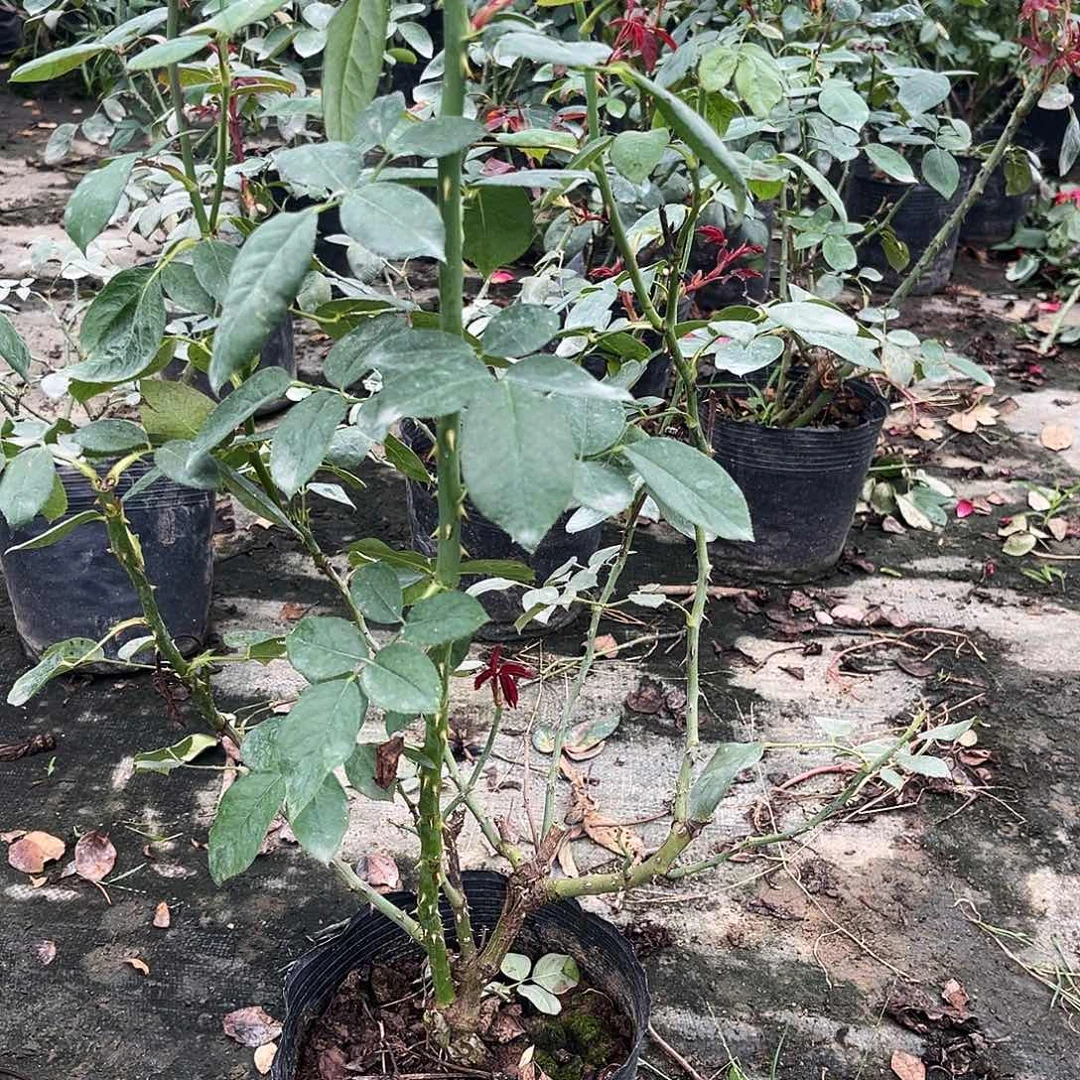 无花朵绯扇大花大浓香