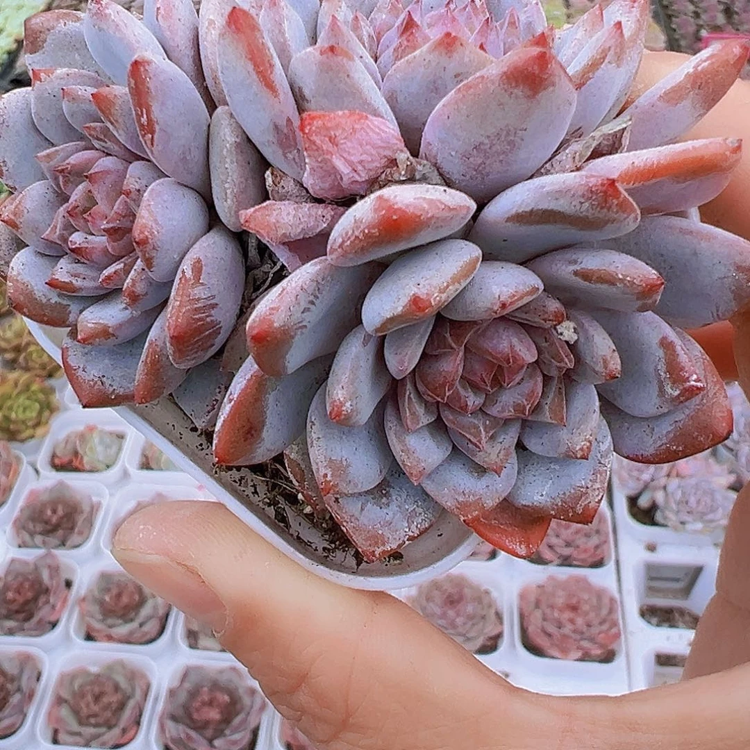 星星橙群19包邮多肉
