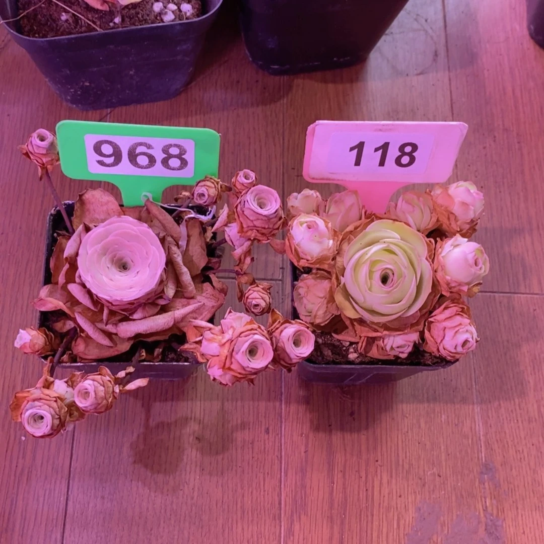 小***姨山地玫瑰一物一拍968118