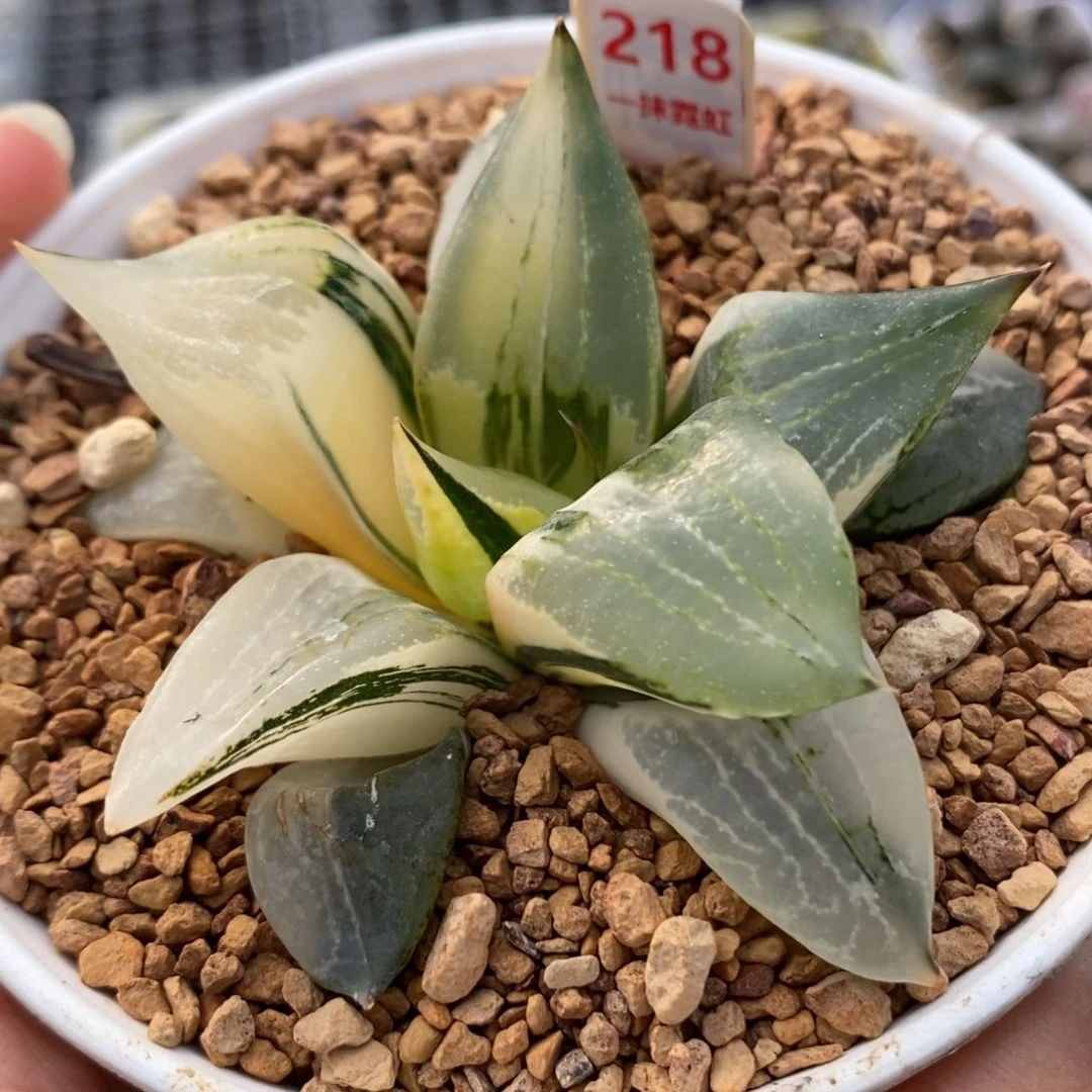 218裹般若锦一物一拍