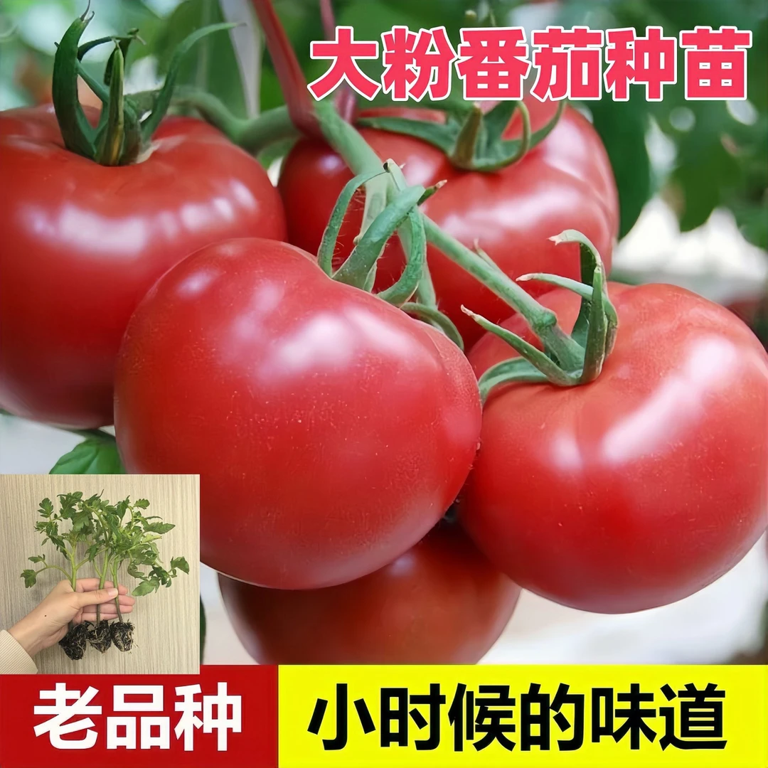 【老品种番茄种苗】老沙瓤番茄种苗大粉毛粉番茄种苗四季蔬菜秧苗