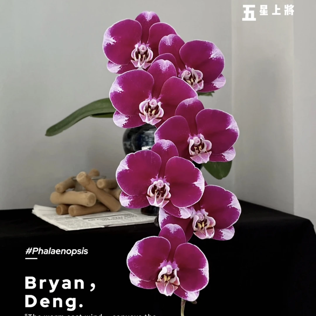 精品大花【五星上将】蝴蝶兰室内超长花期带花带花苞盆栽
