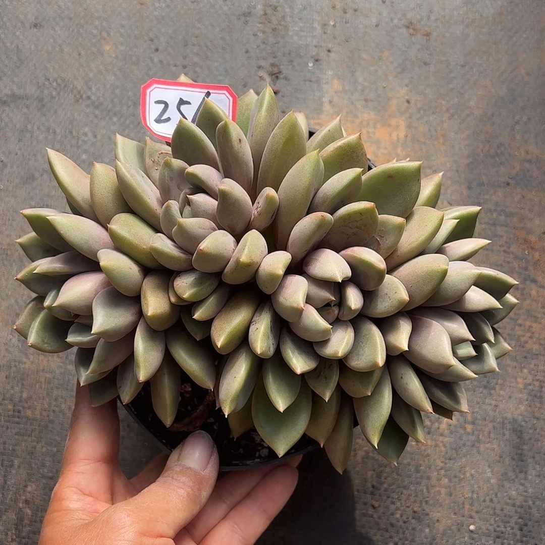 256号红象牙，一物一拍