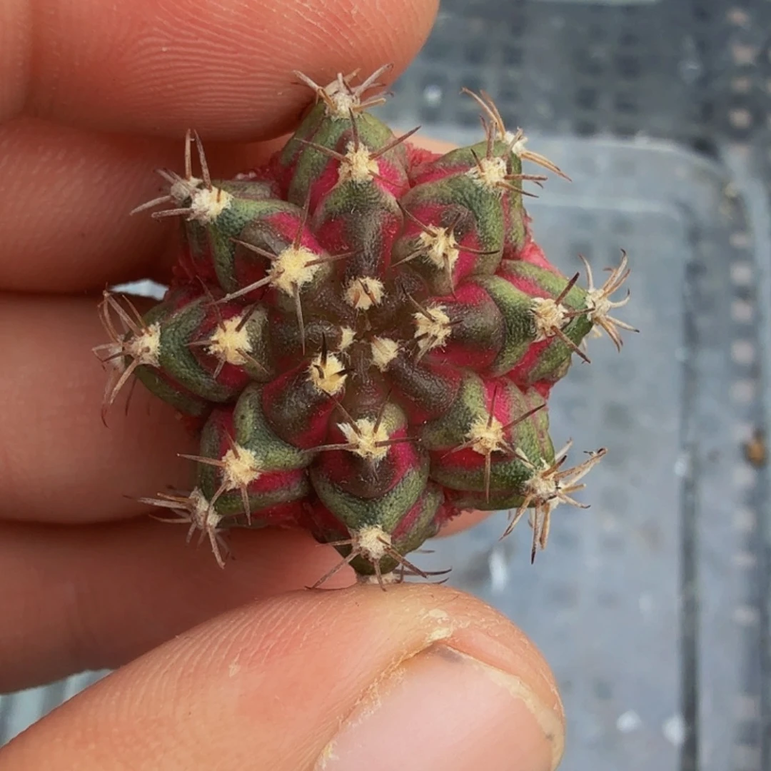 当前无花朵，栽培后可花朵