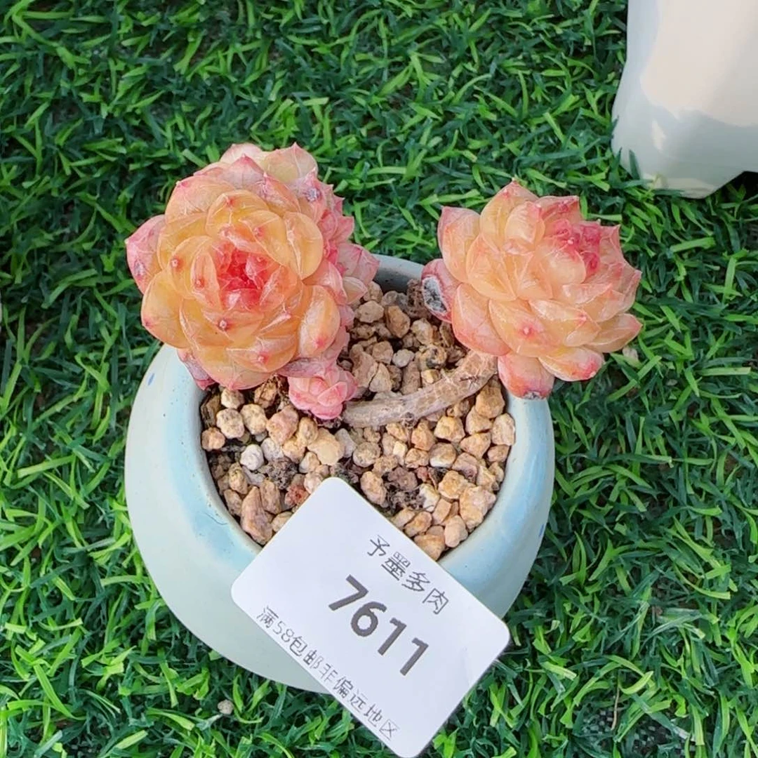 寒江雪，7611多肉