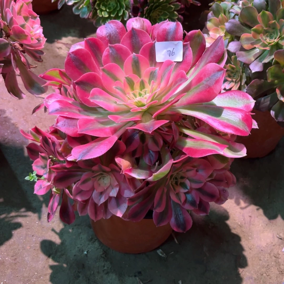 多肉植物女巫076