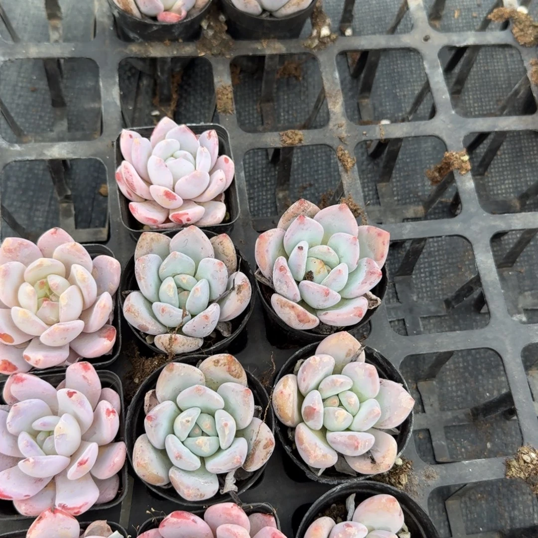 红尖美人奶盖各五颗量拍24-84