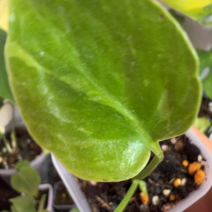 坐***酒完全开放龟背竹种苗