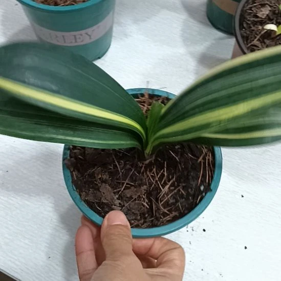 奇***流无花朵特色花卉君子兰小苗君