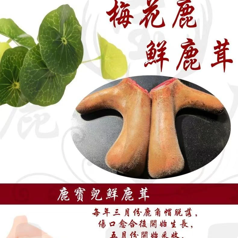 鹿乡原产地新鲜整枝鹿茸可煲汤炖菜泡酒