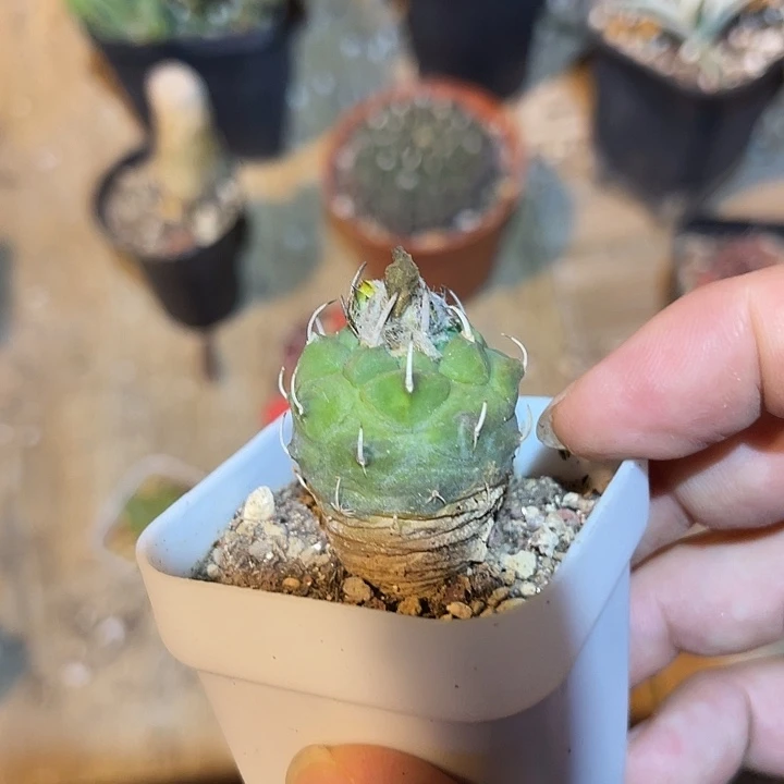 无花朵实生南格瑞特
