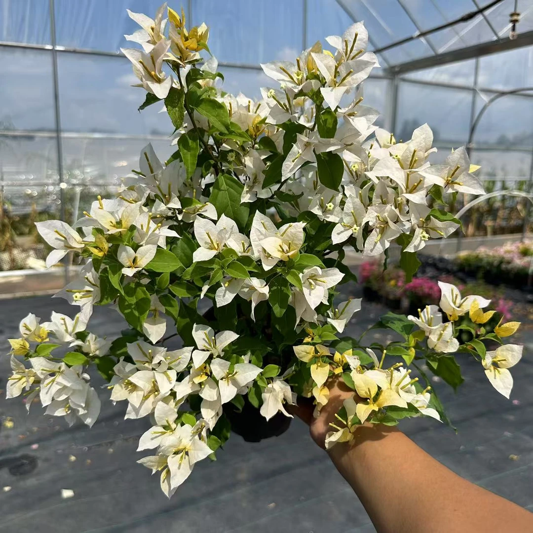 【月朦胧】双色勤花三角梅带花盆栽可造型可阳台庭院原盆原土有根系