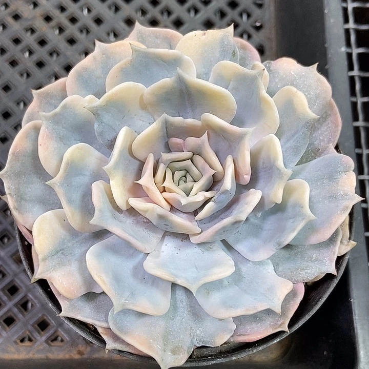 丽娜莲锦多肉植物