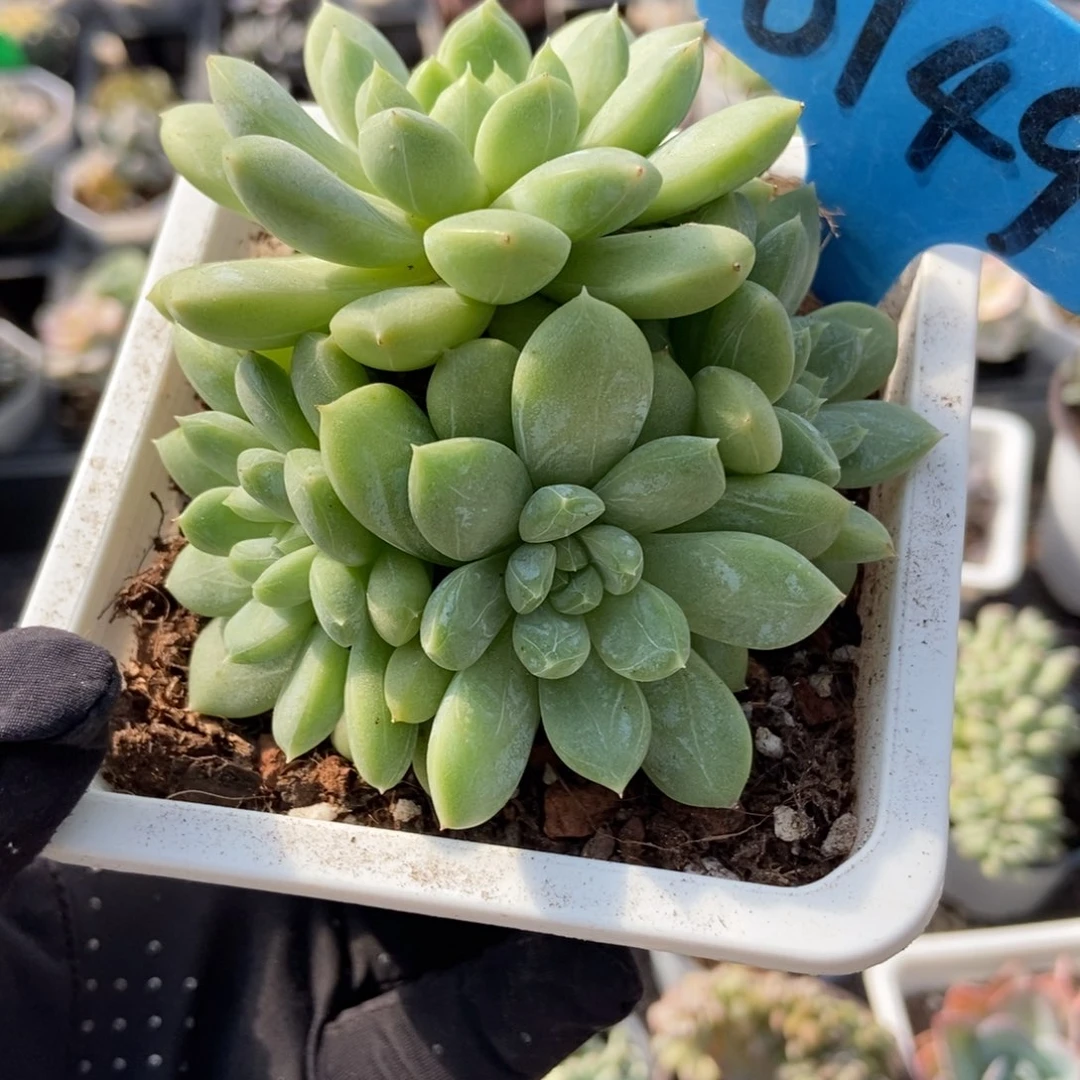 6149百搭翡翠多肉植物