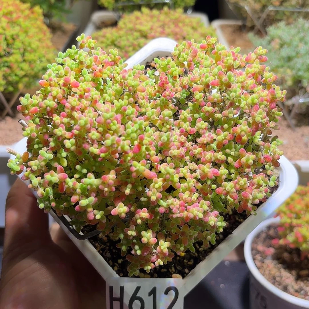 枝干爱心❤️大密橘H612