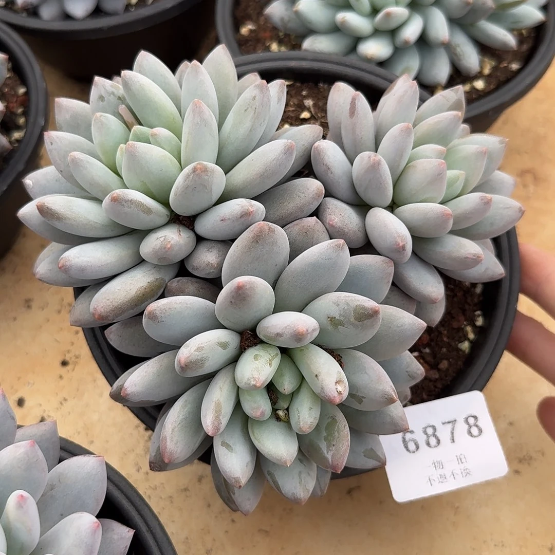 吃****6878号半夏多肉群生