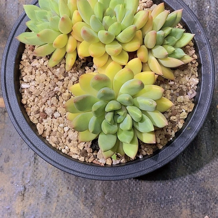 ꧔***非象牙多肉植物老桩