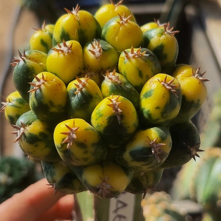 无花朵散班花锦大尤短豪刺象牙846