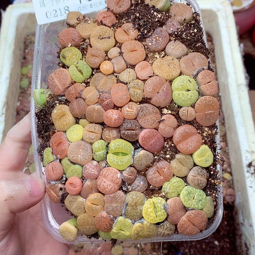 郎哥多肉生石花18-16