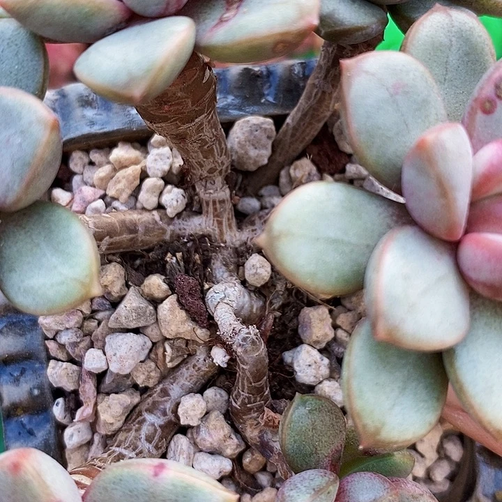 葡萄带盆土多肉整无砍