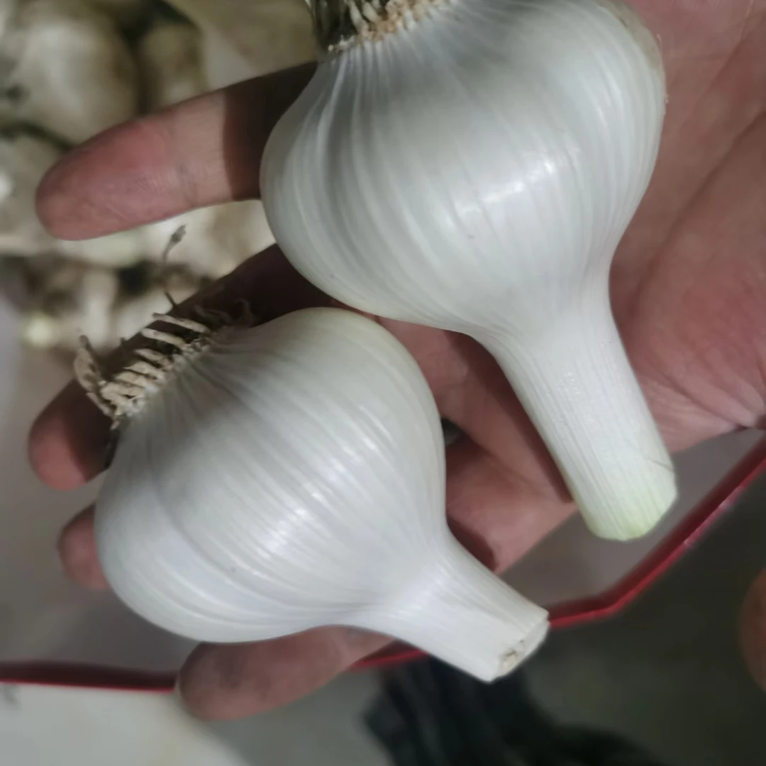 正宗苍山大蒜四六瓣新鲜上市产地直发