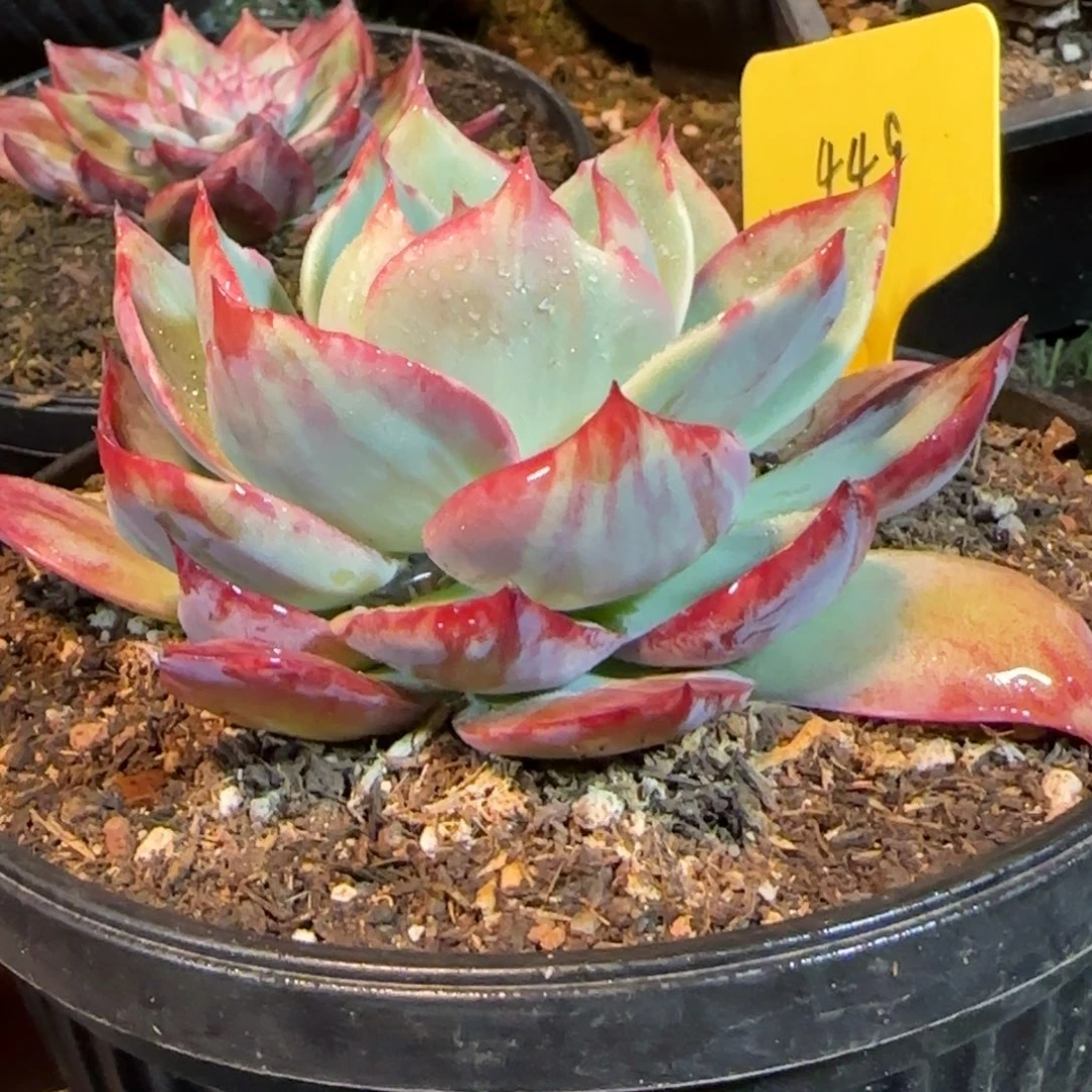 花脸拉丝惊鸿一物一拍包装收缩花旱449