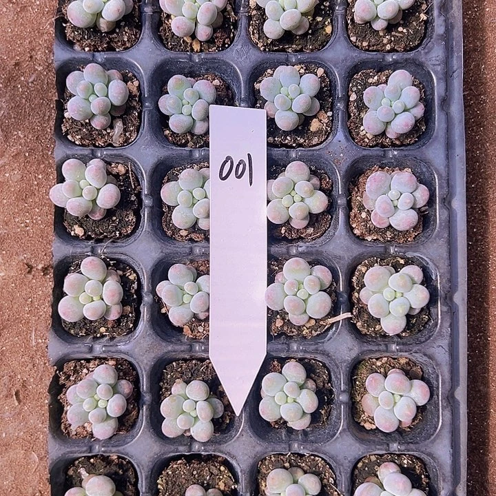 欣***001定向极品小汤圆！！