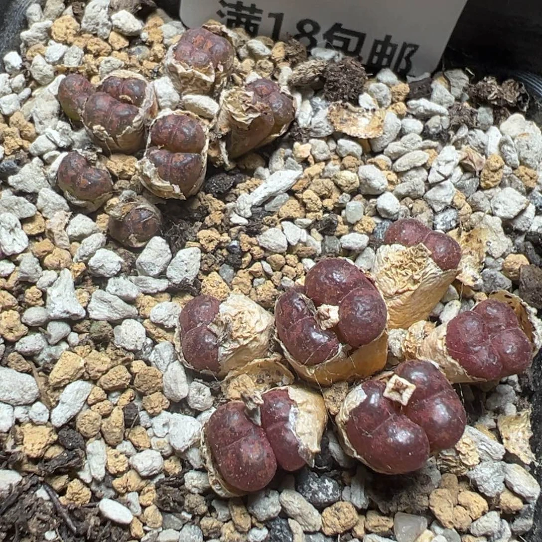 【闪购商品】 526。