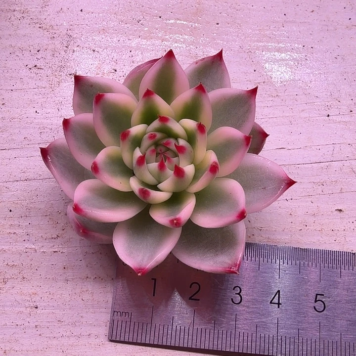 不开花植物吉娃娃锦头盖多肉植物