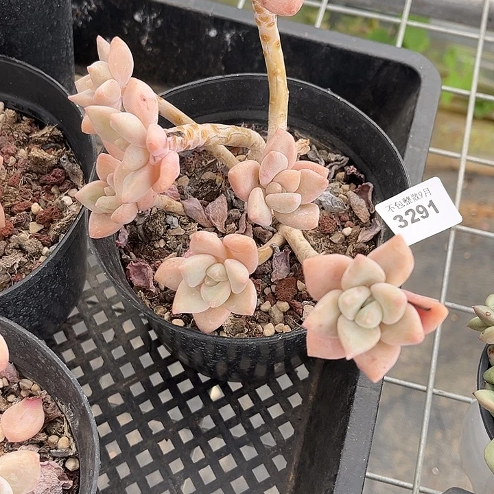 阿雅园艺。         3291龙蛋