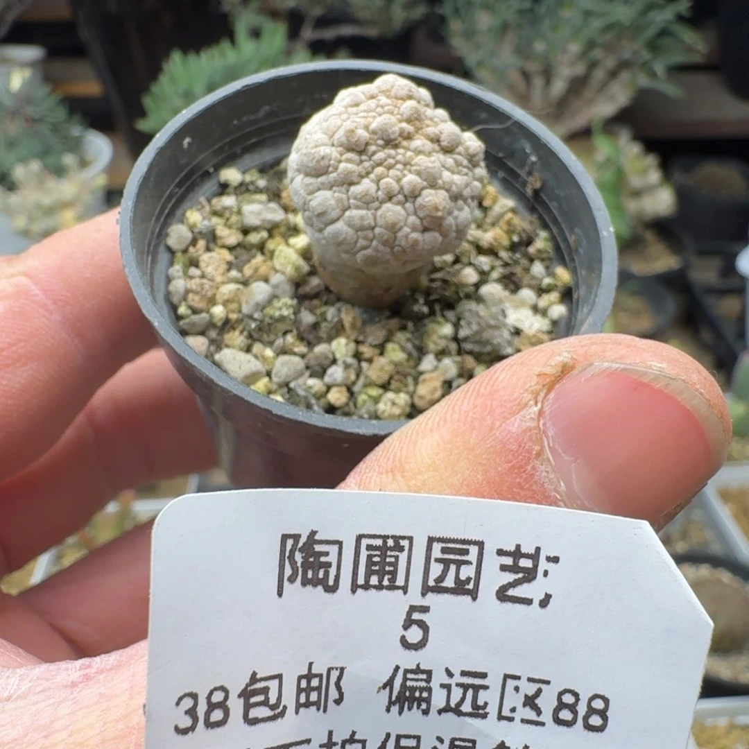 5号凝蹄玉多肉。