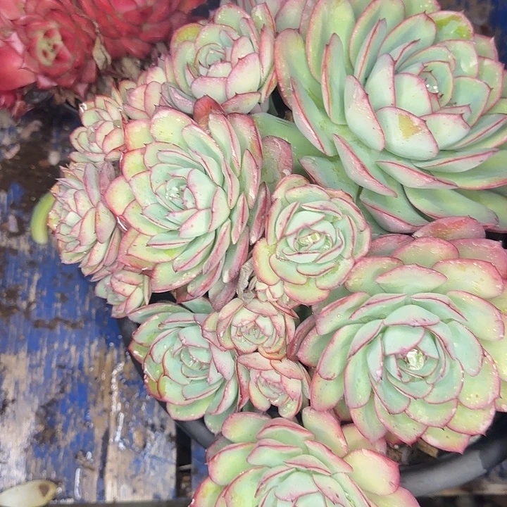 多肉植物一物一拍牡丹亭520