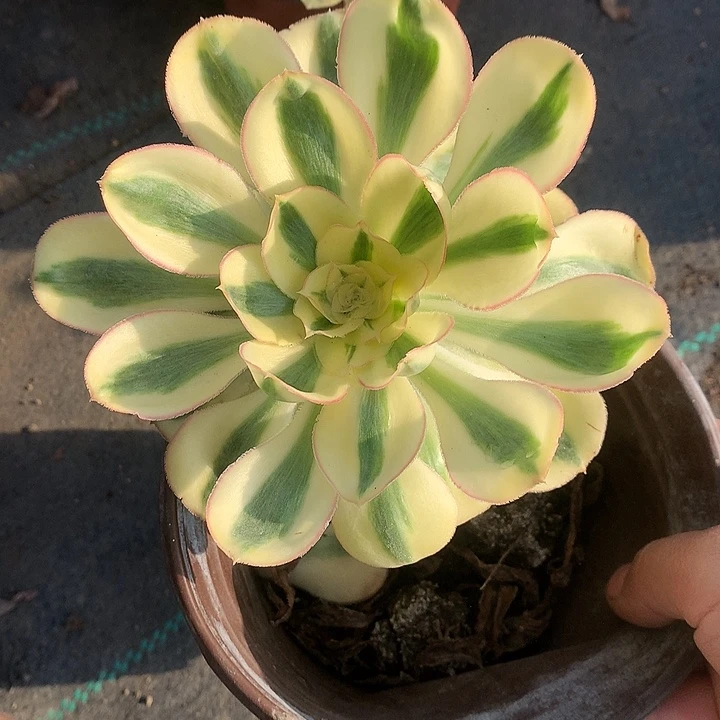 心**美350燕姿锦多肉