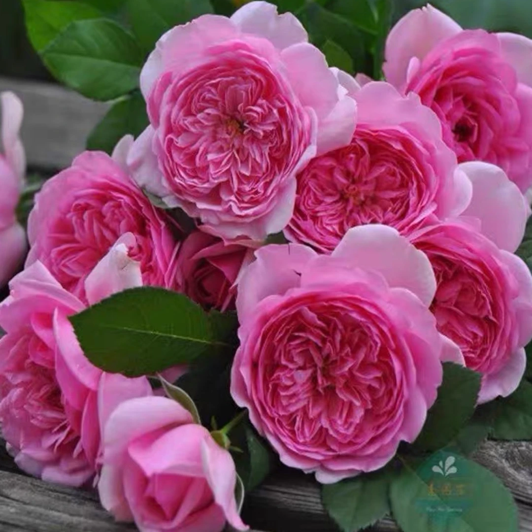 庞巴度玫瑰 【中苗】大花浓香四季月季花苗阳台盆栽植物