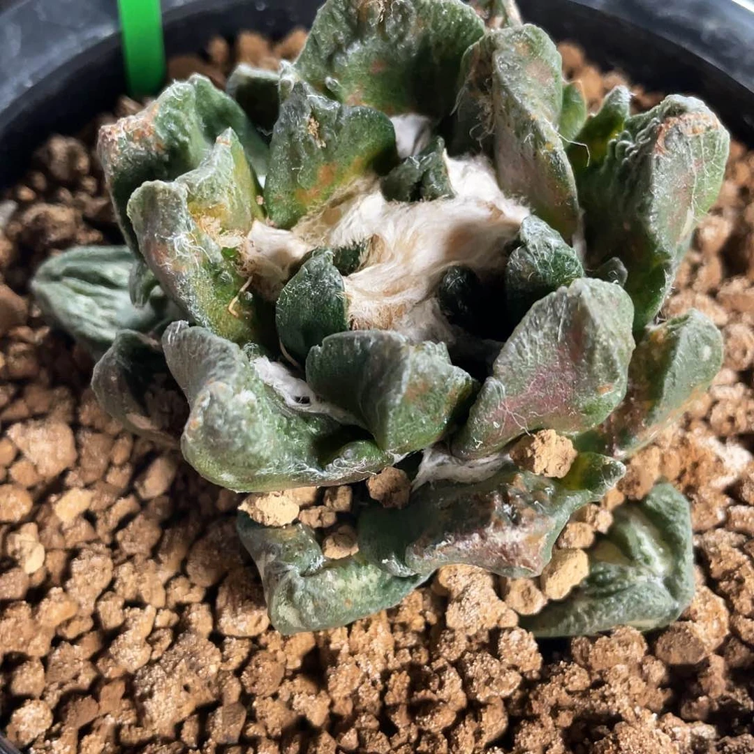 45号自根博角牡丹战损