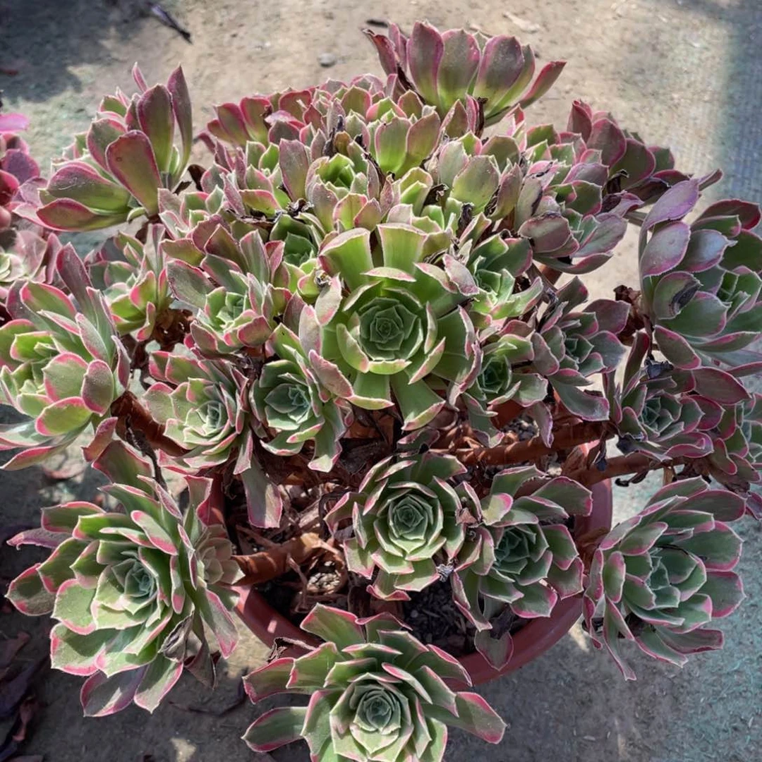 474安娜精品法师多肉