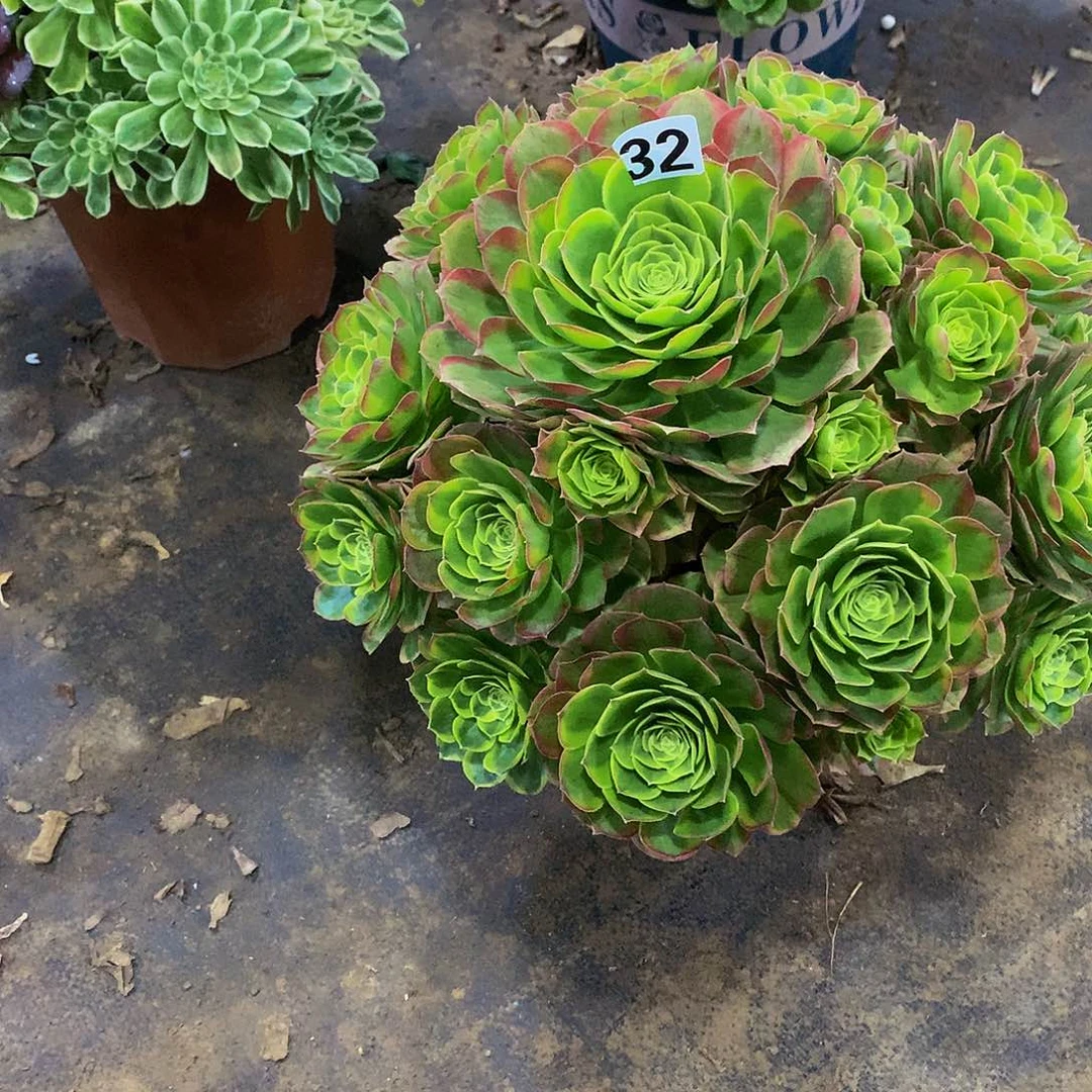 豆**爸32花8888888888