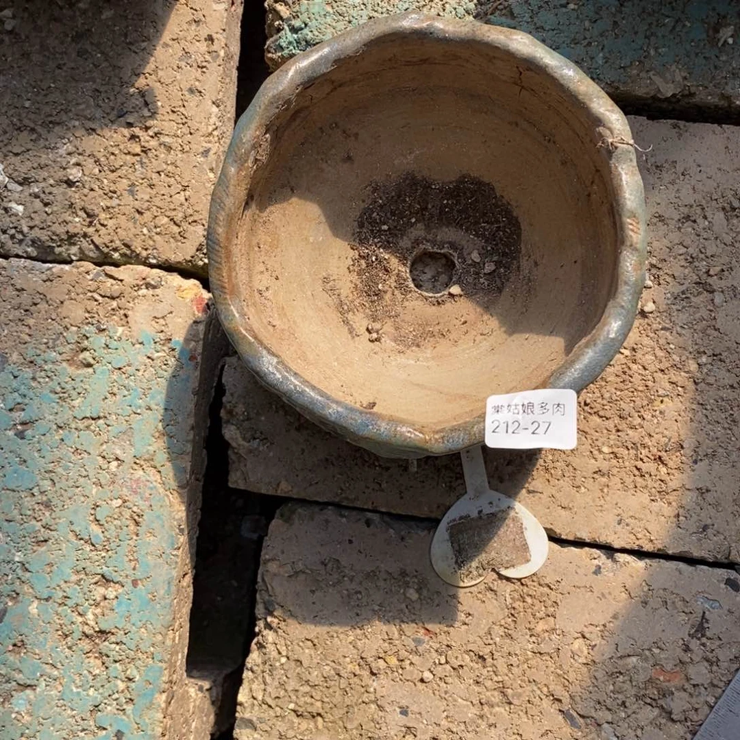 6**327号多肉盆一个呀