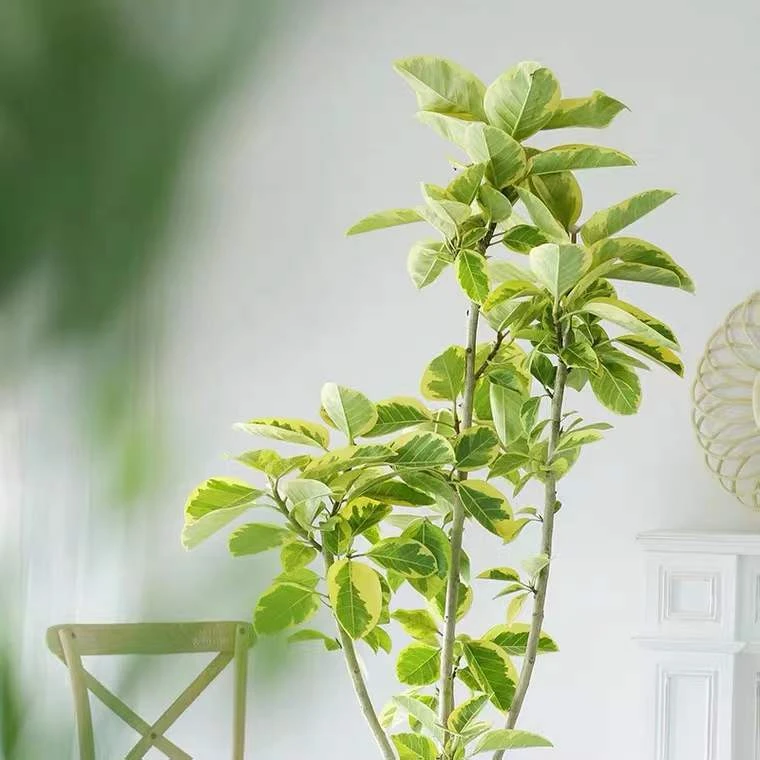 黄金榕青叶花叶橡皮树室内大型盆栽办公室客厅四季绿植吸甲醛