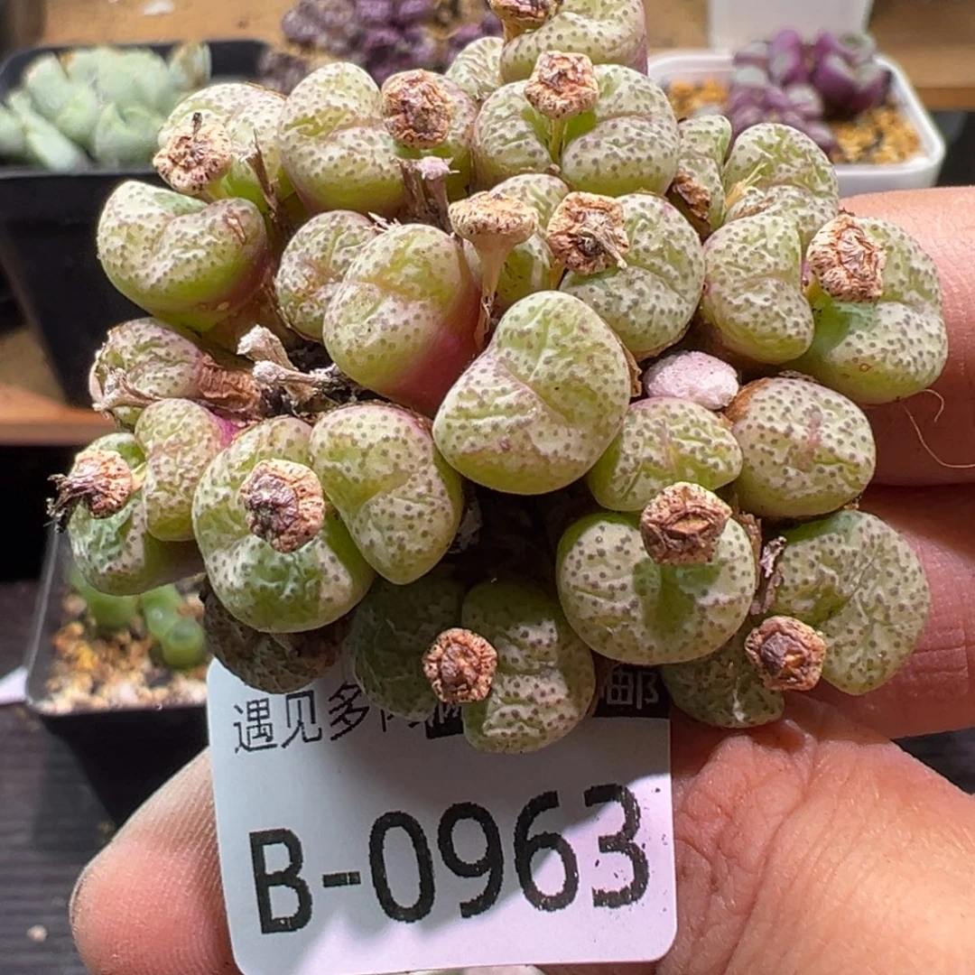 多肉植物1111111111111111111