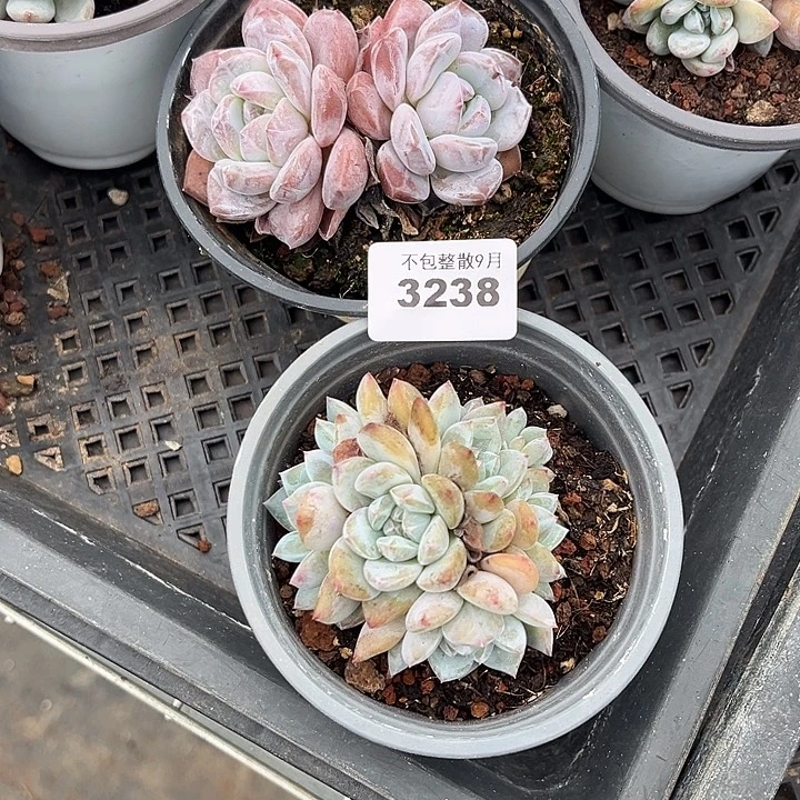 阿雅园艺。         3228