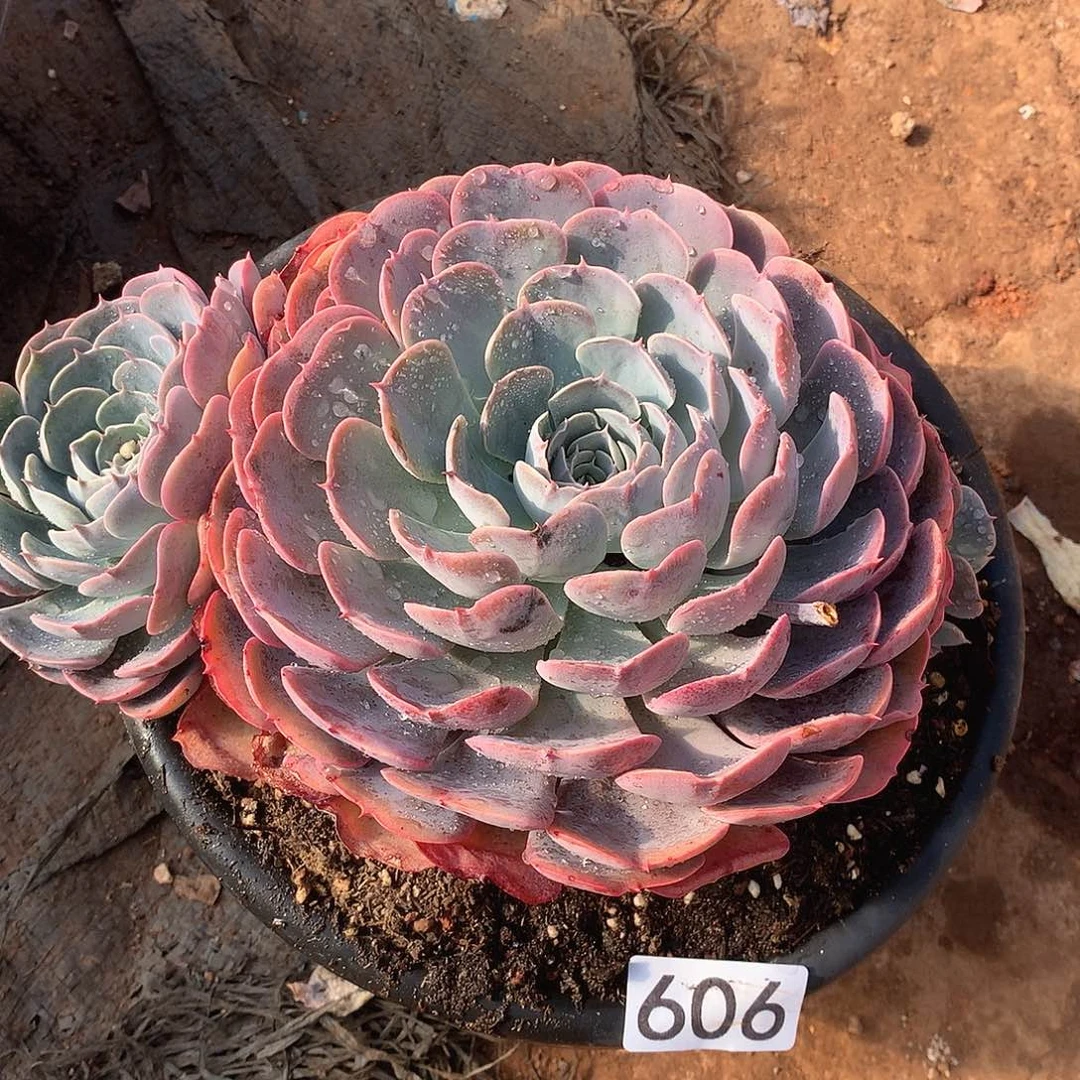 606天赐一物一拍多肉