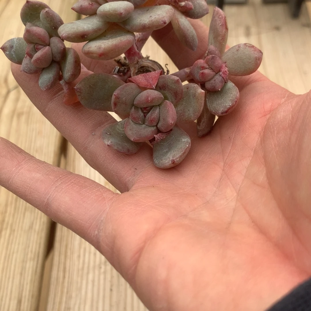 吃****。打豆豆突尼斯发货多肉