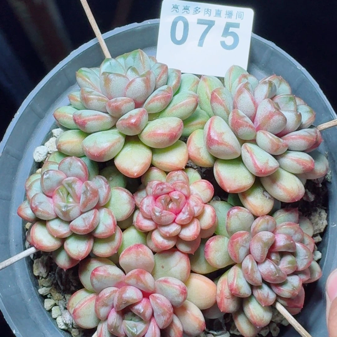 葡萄老桩      愿你一路坦途，乘风破浪展宏图